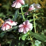 Катарантус розовый (Catharanthus roseus Don.)