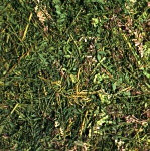 Копеечники альпийский и желтеющий (Hedysarum alplnum L., Н. flavescens Regel.et Schalh.)