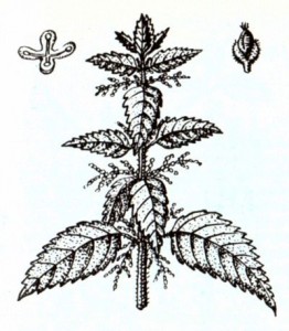 Крапива двудомная (Urtica dioica L.)