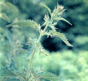 Крапива двудомная (Urtica dioica L.)