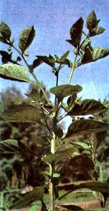 Красавка обыкновенная (Atropa belladonna L.)