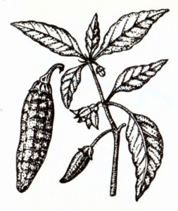 Красный перец (Capsicum annuum L.)