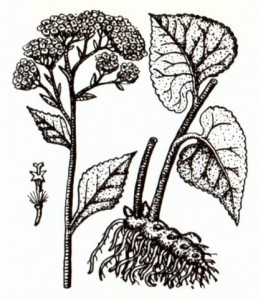 Крестовник плосколистный (Senecio platyphylloides)