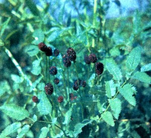 Кровохлебка лекарственная (Sanguisorba officinalis L.)