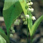 Ландыш майский (Convallaria majalis L.), часть 2