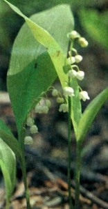 Ландыш майский (Convallaria majalis L.)