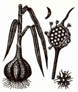 Чеснок (Allium sativum L.)