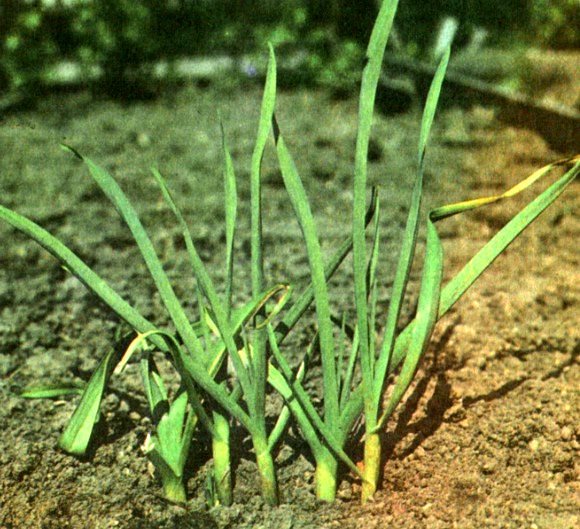 Чеснок (Allium sativum L.) / Herbal Expert