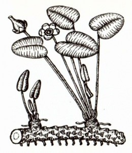 Кубышка желтая (Nuphar luteum Sibth. et Smith)