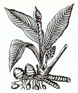 Куркума длинная (Curcuma longa L.)