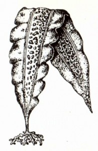 Ламинария японская, сахаристая и пальчаторассеченная (Laminaria japonica Aresch., L. saccharina Lamour, L. digitata Lamour)
