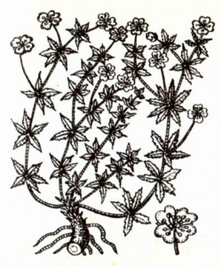 Лапчатка прямостоячая (Potentilla erecta Rausch.)