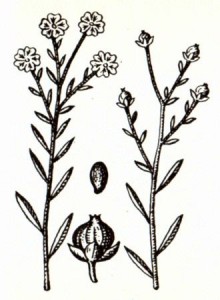 Лен обыкновенный (Linum usitatissimum L.)