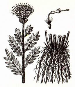 Левзея сафлоровидная (Leuzea carthamoides DC.)