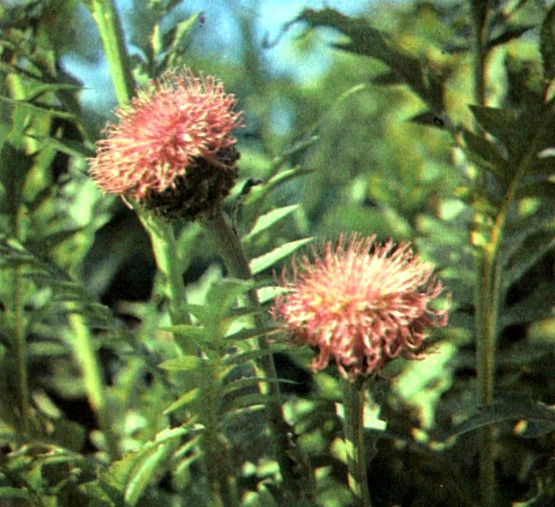 Левзея сафлоровидная (Leuzea carthamoides DC.) / Herbal Expert