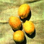 Лимон (Citrus limon Burm.)