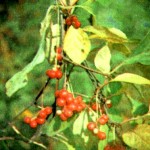 Лимонник китайский (Schizandra chinensis Baill.)