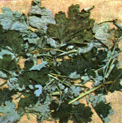 Маклеи сердцевидная и мелкоплодная (Macleaya cordata R. Br., M ...