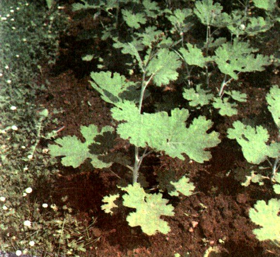 Маклеи сердцевидная и мелкоплодная (Macleaya cordata R. Br., M ...