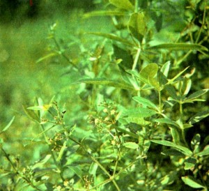 Марена красильная (Rubla tinctorum L.)