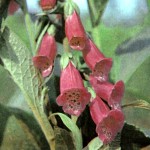 Наперстянка пурпуровая (Digitalis purpureae L.)
