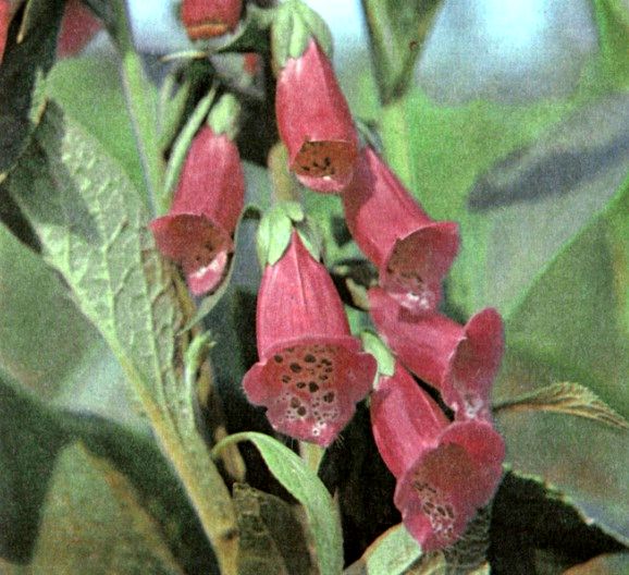 Наперстянка пурпуровая (Digitalis purpureae L.) / Herbal Expert