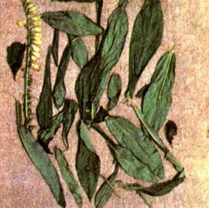 Наперстянка реснитчатая (Digitalis ciliata Trautv.)