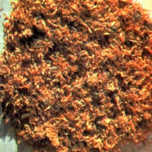 Ноготки лекарственные (Calendula officinalis L.)
