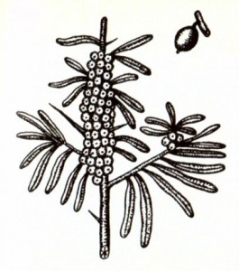 Облепиха крушиновидная (Hippophae rhamnoides L.)