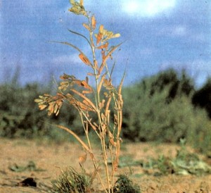 Пажитник сенной (Trigonella foenum graecum L.)