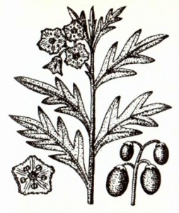 Паслен дольчатый (Solarium laclniatum Ait.)