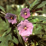 Паслен дольчатый (Solarium laclniatum Ait.)