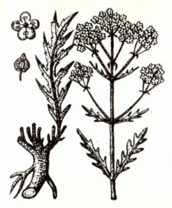 Патриния средняя (Patrinia intermedia Roem. et Schult.)