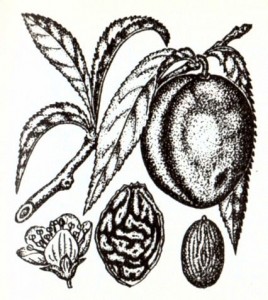 Персик обыкновенный (Регsic a vulgaris Mill.)
