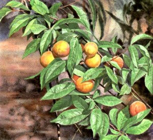 Персик обыкновенный (Регsic a vulgaris Mill.)