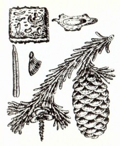 Пихта сибирская (Abies sibirica Ledeb.)