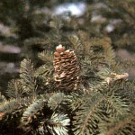 Пихта сибирская (Abies sibirica Ledeb.)