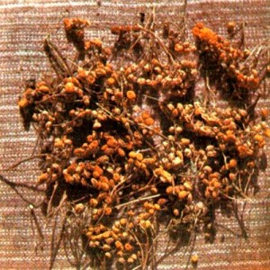Пижма обыкновенная (Tanacetum vulgare L.)
