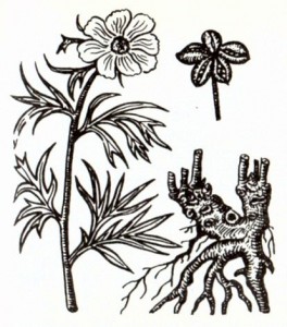 Пион уклоняющийся (Paeonia anomala L.)