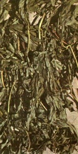 Пион уклоняющийся (Paeonia anomala L.)