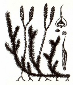 Плаун булавовидный (Lycopodium clavatum L.)