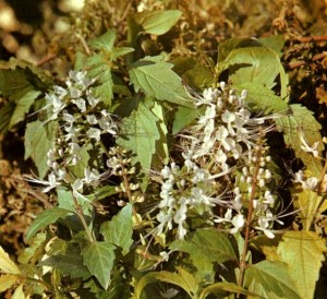 Почечный чай (Orthosiphon stamineus Benth.)