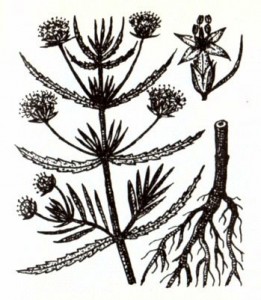 Подорожник блошный (Plantago psyllium L.)