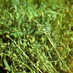 Подорожник блошный (Plantago psyllium L.)