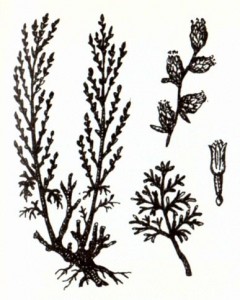 Полынь цитварная (Artemisia cina Berg.)