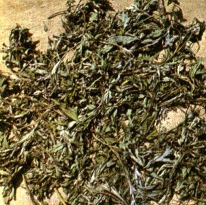 Полынь обыкновенная (Artemisia vulgaris L.)