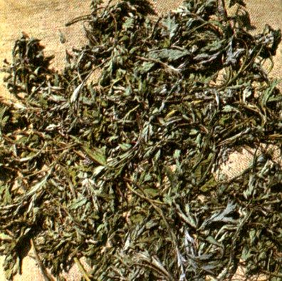 Полынь обыкновенная (Artemisia vulgaris L.) / Herbal Expert