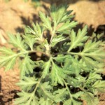 Полынь обыкновенная (Artemisia vulgaris L.)
