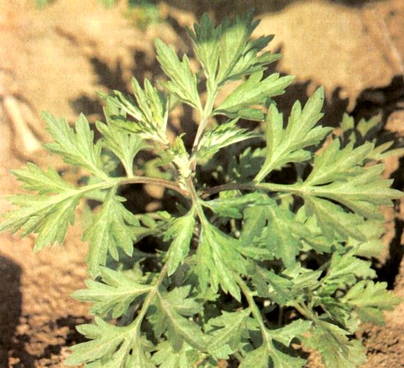 Полынь обыкновенная (Artemisia vulgaris L.) / Herbal Expert