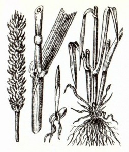 Пшеница обыкновенная (Triticum vulgare L.)